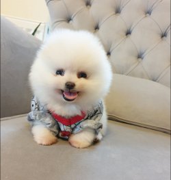 Pomeranian Boo Belgeli Eğitimli Yavrularımız 2