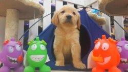 GOLDEN RETRIEVER YAVRULARI 1