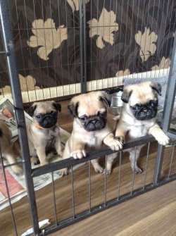 PUG MOPS YAVRULARI 1