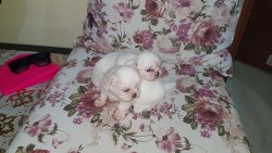 Mini Kutup Ayıları Shih Tzu 2