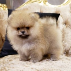 Ayı Surat Boo Pomeranian Yavrular 2