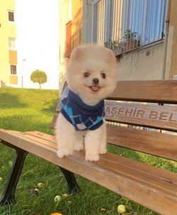 Orji̇nal Pomerani̇an Boo 3