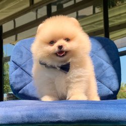 Belgeli Eğitimli Pomeranian Boo Yavrularımız 1