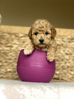 Anne Altından TOY POODLE Yavrular 3