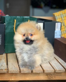 Yarışma Düzeyi Safkan PomeranianBoo Yavrumuz 3