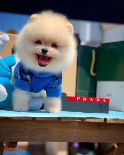 Türkiye'nin En Kaliteli Pomeranian Boo Ai̇lesi! 3
