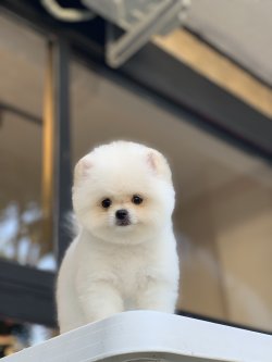 Irk Garantili Minyatür Pomeranian Boo Secereli 1