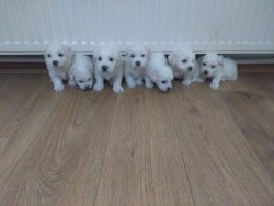 Maltese Terier Yavrularımız 3