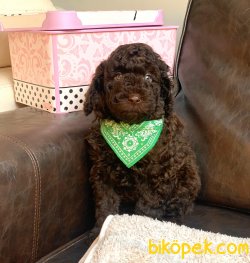 Çikolata Toy Poodle Yavrular 3