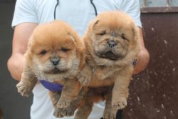 KAHVERENGİ(KIZIL) CHOW CHOW YAVRULARI 5