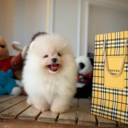 Üst Segment PomeranianBoo Kızımız 5