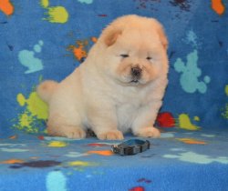 Satılık Chow Chow Yavrularımız 4