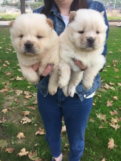 Satılık Chow Chow Yavrusu 4