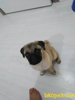 Pug 4 Ekim Doğumlu Aşıları Tam 3