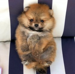 Sıfır Numara PomeranianBoo Yavrularımızdan 2