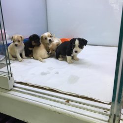 MİNYATÜR PİNCHER YAVRULARI ANKARA PET SHOP TA 1