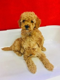 RED TOY POODLE SEVİMLİ ERKEK YAVRULARIMIZ 1