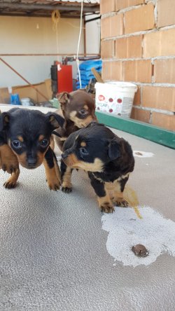 Minyatür Pinscher Yavrularımız 2