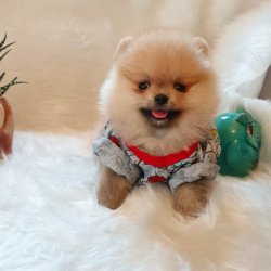 Pomeranian Boo Orjinal Yavrularımız 4