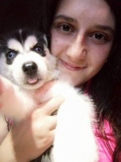 Siyah Beyaz Husky Yavrularımız 1
