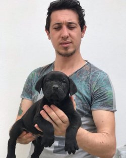 Cane Corso Yavruları 3