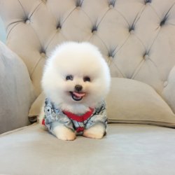 Pomeranian Boo Gülen Surat Yavrularımız 5