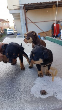 Minyatür Pinscher Yavrularımız 1