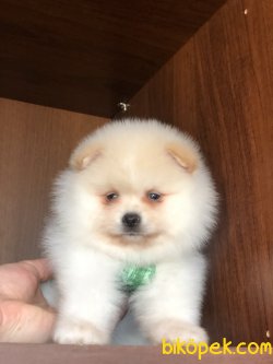 Dünya Tatlısı Pomeranianboolar 2