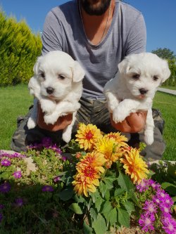 Maltese Terrier Çok Sevimli Yavrularım 4