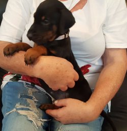 Doberman Yavrularımız 2