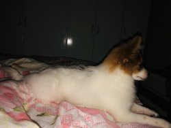 Pufiyy 3