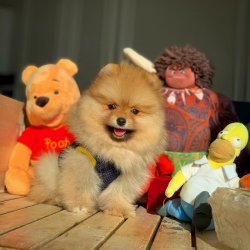 Orijinal TeddyBear Yüz Yapısına Sahip PomeranianBoo Oğlumuz 1