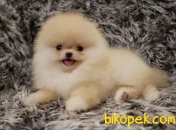 Pomeranian Boo Ayicik Tip Safkan Aşılı Eğitimli Yavrularımız 1