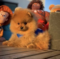 Yeni Gelen TeddyBear PomeranianBoo Yavrularımızdan 2