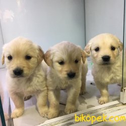 BEBEK YÜZ GOLDEN RETRIEWER YAVRULARI ANKARA PET SHOP TA 4