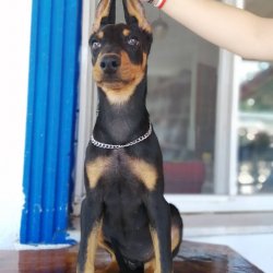 Üst Kalite Doberman Yavrularımız 3