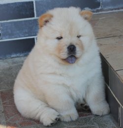 Beyaz / Krem Chow Chow Çin Aslanı Yavrularımız 1