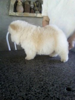 Satılık Chow Chow Yavruları 4