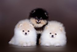 Mükemmel A Kalite Pomeranian Yavrularimiz 2