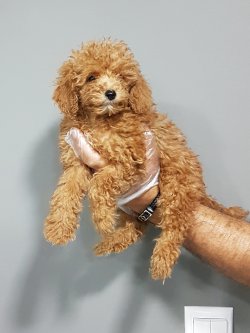 Toy Poodle Yavruları Sizlere Sunulmaktadır 3