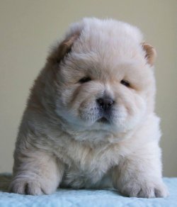 Satılık Beyaz Chow Chow Yavruları 1
