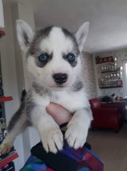 Sibirya Kurdu / Husky Yavrularımız 1