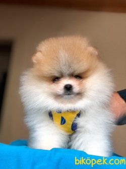 Dünya Tatlısı Pomeranian Yavrularımız 5