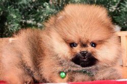 POMERANIAN BOO YAVRULARIMIZ 2