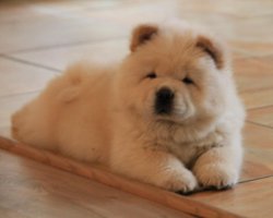 Satılık Bear Küt Burun Chow Chow Çin Aslanı Yavruları 1
