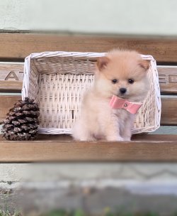 Pomeranian Boo Teddy Bear Yavrularımız 1