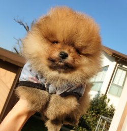 Satılık Pomeranian Boo Teddy Bear Yavrular 3