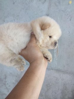Satılık Chow Chow Yavruları 4