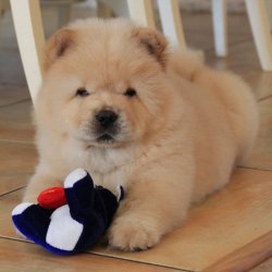 Birbirinden Sevimli  Chow Chow Çin Aslanı Yavrularımız 1