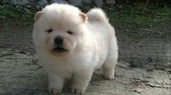 CHOW CHOW ÇİN ASLANI YAVRULARIMIZ 4